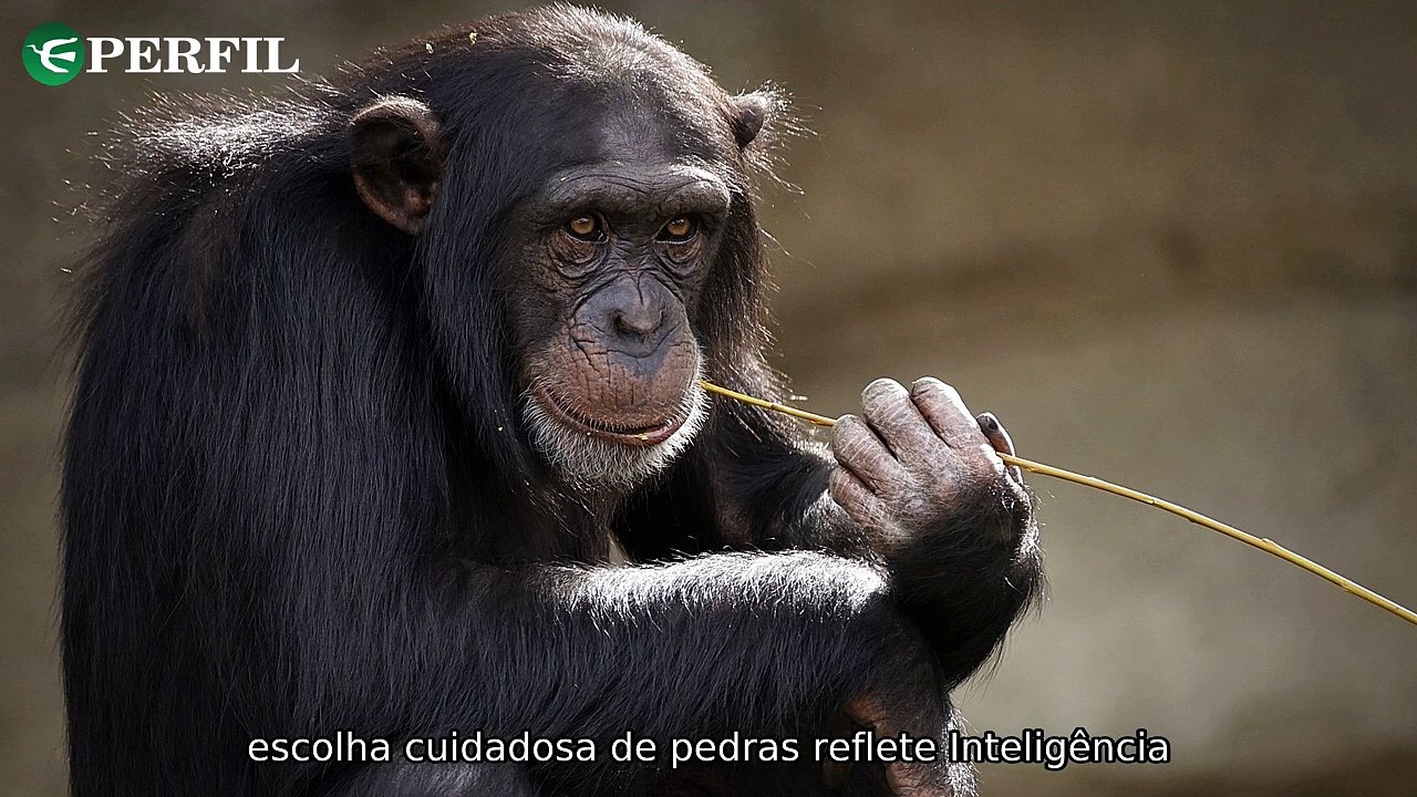 "Chimpanzés, cogumelos luminosos e brigas de estrelas: A incrível jornada da natureza e do cinema"