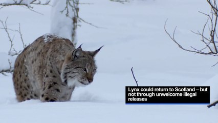 Lynx Reintroduction in Scotland 🦁