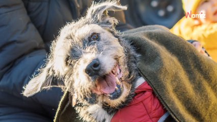 Elle invite les gens à venir voir son chien pour son dernier jour : elle ne s'attendait pas à tant de monde (vidéo)