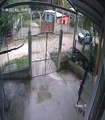 VIDEO: así fue el momento en que patrulla policial atropella un perro en Santa Bárbara