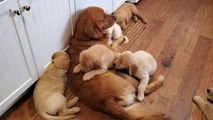 Golden Retriever Dad Babysits Puppies