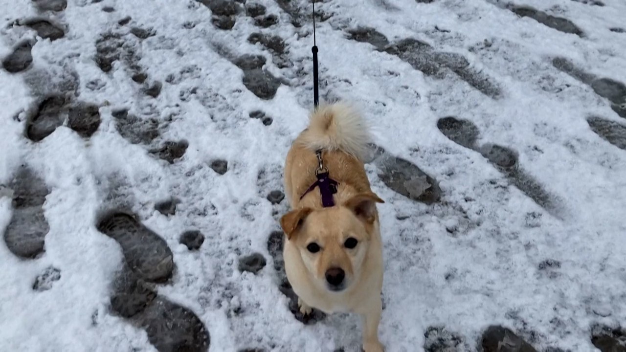 « Un manteau blanc » : le Nord et le Pas-de-Calais sous la neige