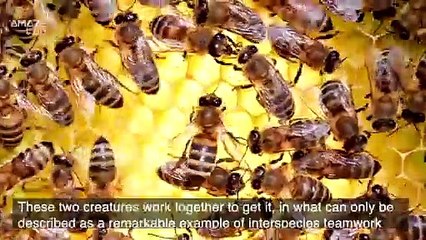 Two Very Different Animals Cooperate To Find Honey!