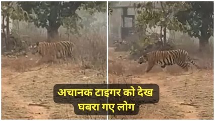 साइकिलिस्ट की यात्रा के दौरान अचानक सामने आया बाघ, जंगल में शिकार होने से बचे लोग