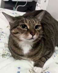 I love the cat activation sound