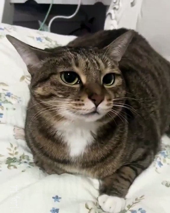 I love the cat activation sound
