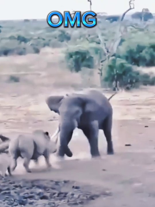 Animal amazing video 😱