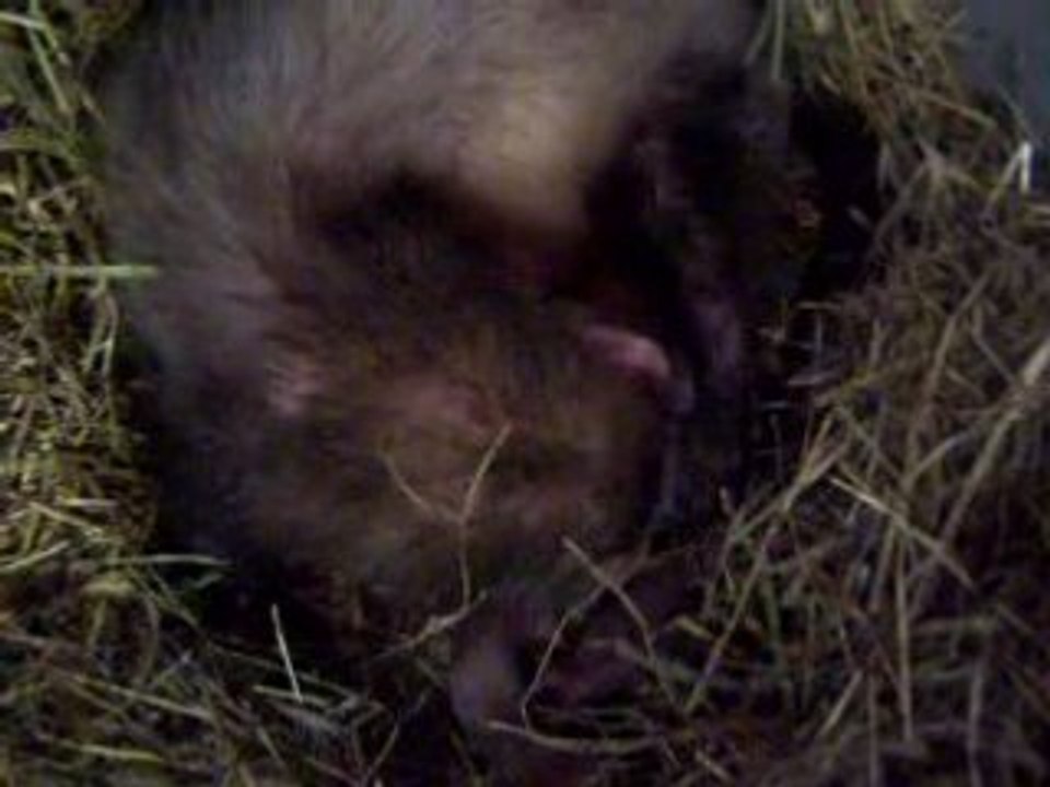 Laouen et sa portée 48h après la naissance