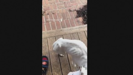La nueva vida de un cachorro desnutrido gracias a la mujer que lo encontró en su porche