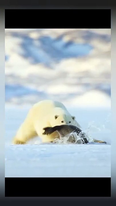 Wildlife