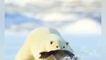 Wildlife