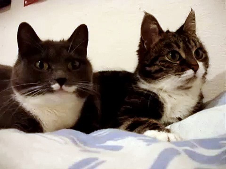 cat talking together