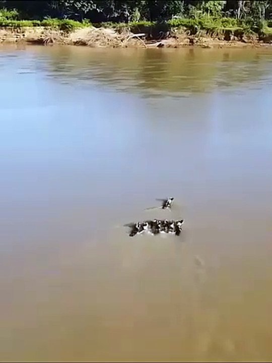 When the leader is reckless this is the result