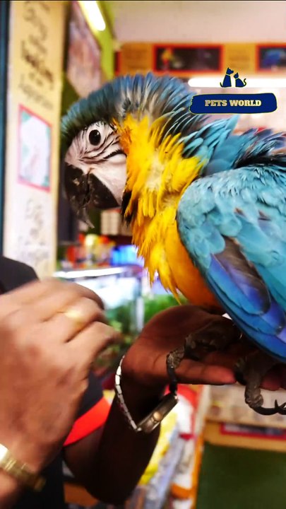 ഇണങ്ങിയ മക്കാവൂ തത്ത 😍  Fully Tamed Macaw Parrot | 80896 90746/ 98463 90746/ 0468 2964521