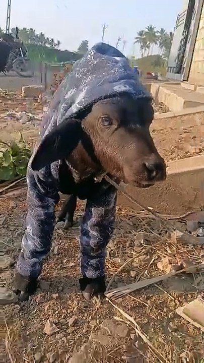 Hoi