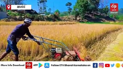 ಹೆಚ್ಚಿದ ಆನೆ ಹಾವಳಿ; ತರಾತುರಿಯಲ್ಲಿ ಭತ್ತದ ಕೊಯ್ಲಿಗೆ ಹರಿಕೇನ್ ಹಾರ್ವೆಸ್ಟರ್ ಮೊರೆಹೋದ ರೈತರು