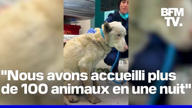 À Los Angeles, les refuges débordent d'animaux abandonnés à cause des incendies