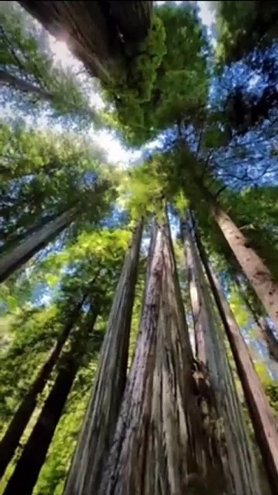 Daylight_forest_❤️__#nature_#naturephotography_#naturelovers_#naturelover#naturegeography_#usa_#naturegram_#naturephoto_#natureshots_#nature_perfectio