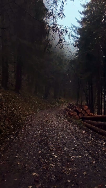 Forest_trail_❤️___#nature_#naturephotography_#naturelovers_#naturelover#naturegeography_#usa_#naturegram_#naturephoto_#natureshots_#nature_perfection_