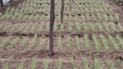 Crecida del río Chico impacta cultivos de cebolla en Coclé