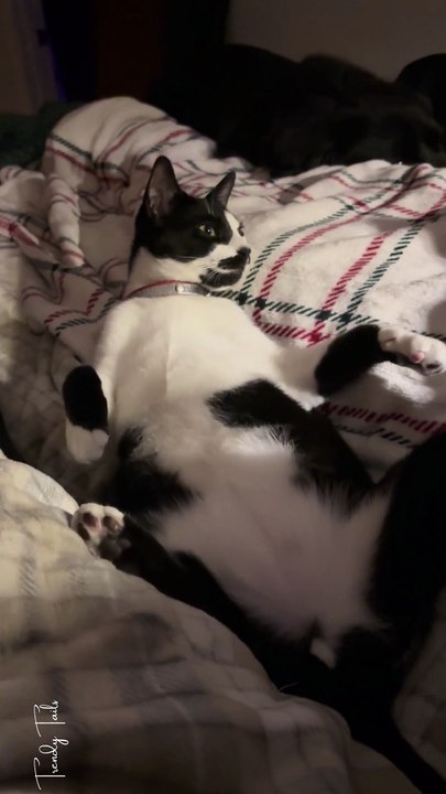 Our thick boy lounging in bed. We are going to start separating him to eat. He eats everyone’s food!