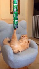 Can you enroll my child in an acrobatics class?