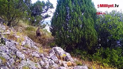 DKMP'den gülümseten paylaşım: Ormanın sessiz sakinleri