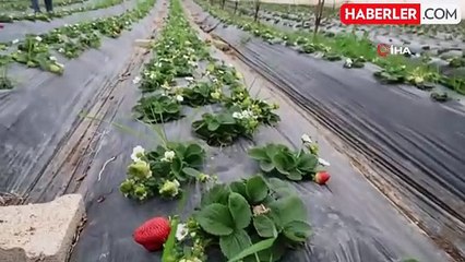 Çilek Üreticisi Domuzlara Karşı Ses Bombası ile Önlem Aldı