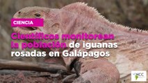 Científicos monitorean la población de iguanas rosadas en Galápagos