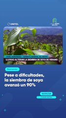 Pese a dificultades, la siembra de soya avanzó un 90%