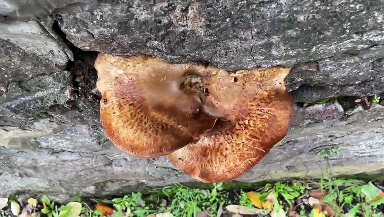 Brown Fungi Growing In Wall - November