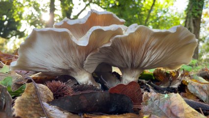 Fungi At Allotments - November