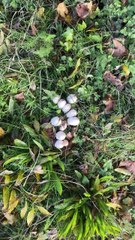 Shaggy Inkcaps - November