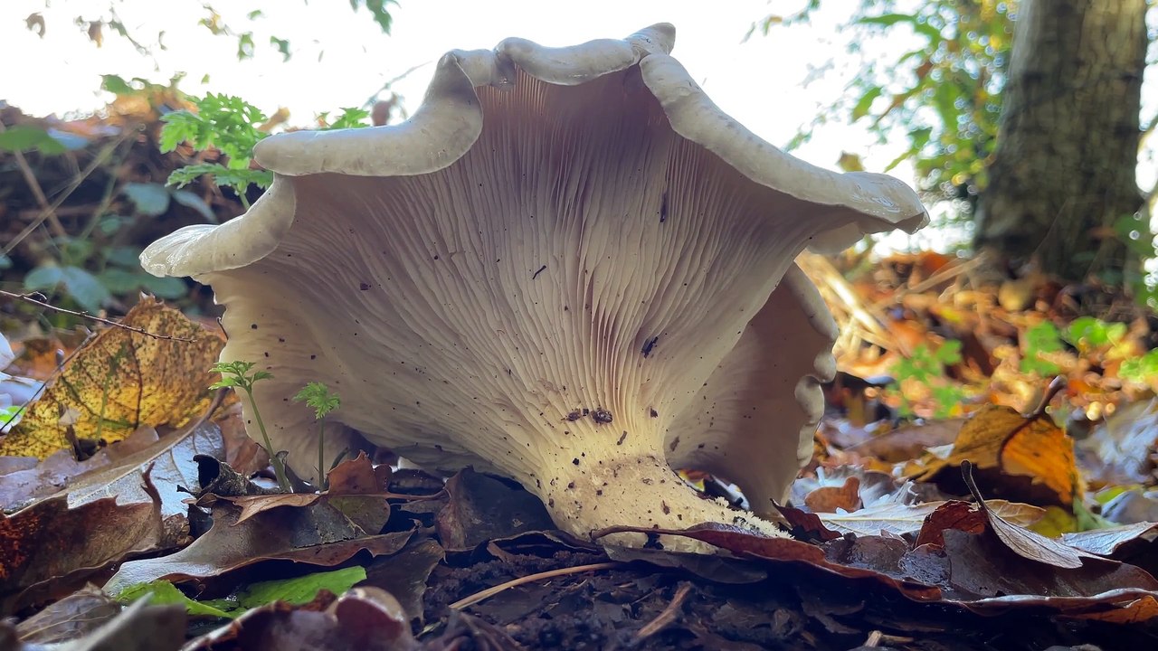 Fungi At Allotments - November