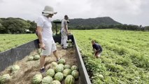 Cultivar sandías perfectas es un arte en Abangares