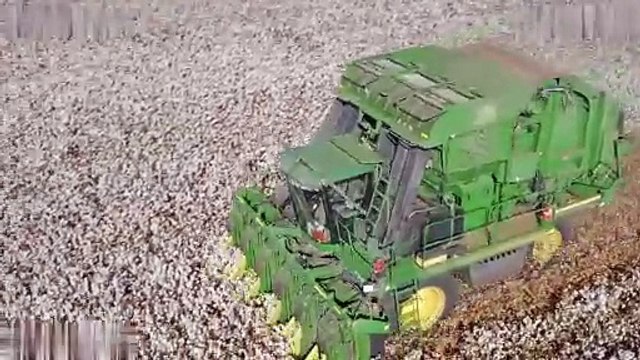 The Environmental Impact of Cotton Production - What Traders Should Know | Scott Biffin