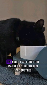 les croquettes du chat