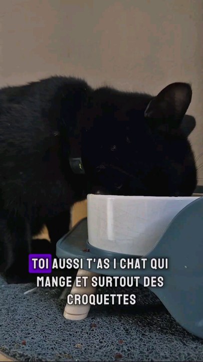 les croquettes du chat