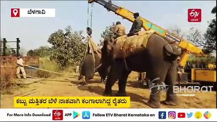 ಖಾನಾಪುರ ರೈತರ ನಿದ್ದೆಗೆಡಿಸಿದ್ದ ಕಾಡಾನೆ ಸೆರೆ : ವಿಡಿಯೋ