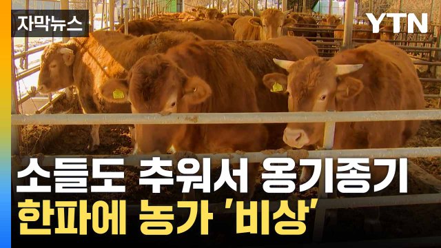 [자막뉴스] 썰렁한 장날에 상인들 '울상'... 한파 속 곳곳 안간힘 / YTN