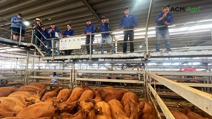 Wodonga weaner sales wrap up with solid results
