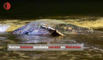 Ballena jorobada varada en Mazatlán