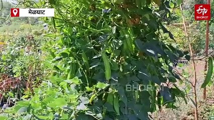 मेळघाटात दुर्मिळ 'चौधारी'; बियांपासून बनवता येते दूध, आरोग्य होते सुदृढ: 'या' देशात घेतात उत्पादन