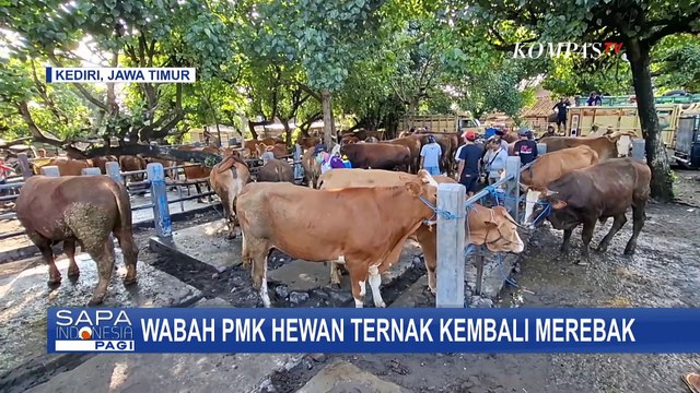 Wabah PMK Merebak di Kediri dan Pacitan, Aktivitas Sejumlah Pasar Hewan Ditutup