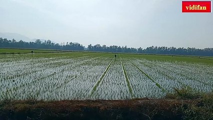 Hybrid rice planting method