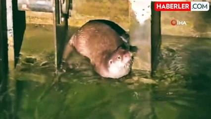 Hizan'da Nesli Tükenmekte Olan Su Samuru Görüntülendi