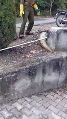 A rare Indian pangolin rescued in Rajouri's Sunderbani Forests of Jammu and Kashmir