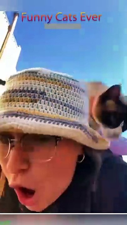 youtube_funny cat,2