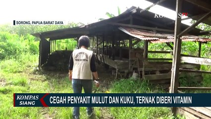 Cegah Penyakit Mulut dan Kuku di Sorong, Ternak Diberi Vitamin
