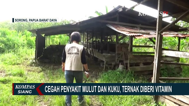 Cegah Penyakit Mulut dan Kuku di Sorong, Ternak Diberi Vitamin